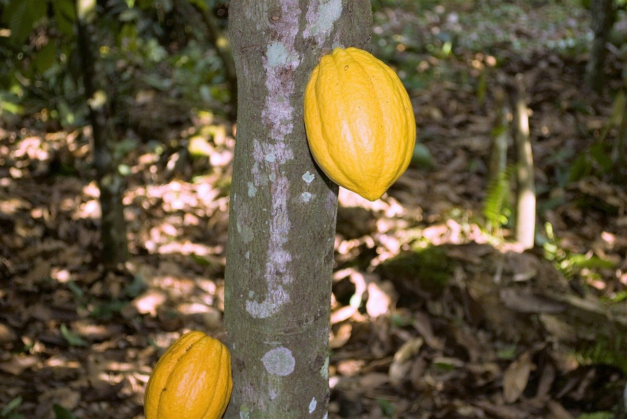 Cocoa's Wild Ride: Why the World's Chocolate Supply Is Back on a Knife Edge
